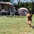 Camping in the heart of nature at Familiepark De Vechtvallei in Diffelen